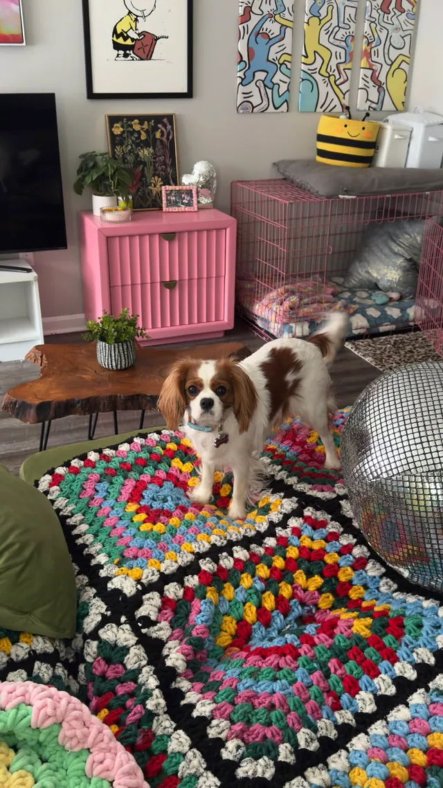 Dog on a multicolor granny-square blanket