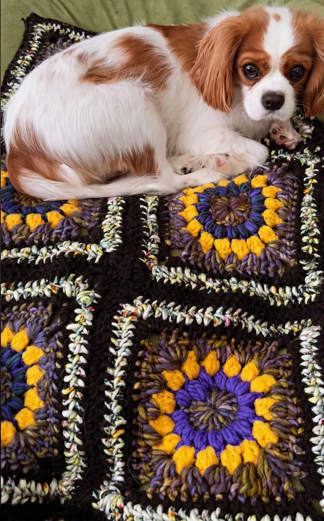 Dog lying on a purple and yellow flower-square blanket